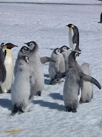 Emperor penguins creche – Antarctica, Jan. 2004 – photy by Matthieu Weber