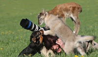 Fotos de encuentros entre fotógrafos y animales