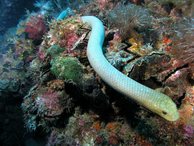 Olive+sea+snake Amazing Colorful Snakes   Most Beautiful Venomous Snakes of the World