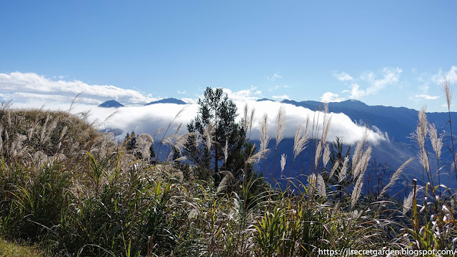 Taiwan Lala shan winter silvergrass above the cloud