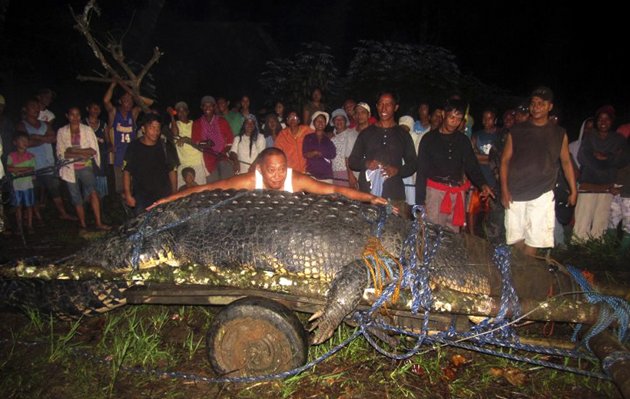 Buaya Raksasa Seberat 1 Ton Tertangkap Hidup-Hidup