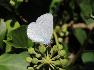 Holly Blue