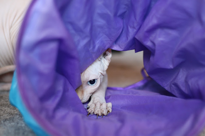 Sphynx cat hiding