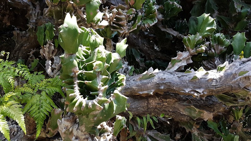 Inspirasi Terkini Apakah Duri Kaktus Beracun, Tanaman Hias