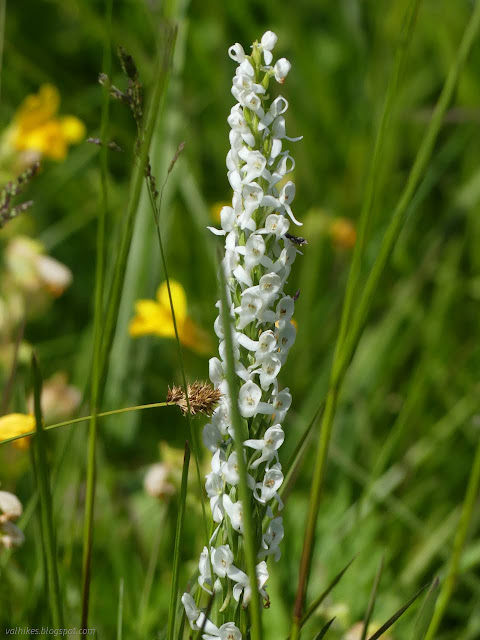 031: white flower spike