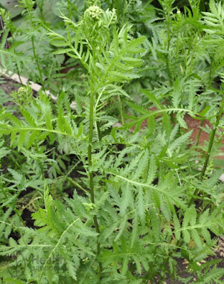 Листья Tanacetum vulgare