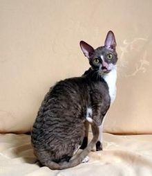 Cornish Rex Sahiplendirme