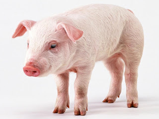 Pig Wallpapers