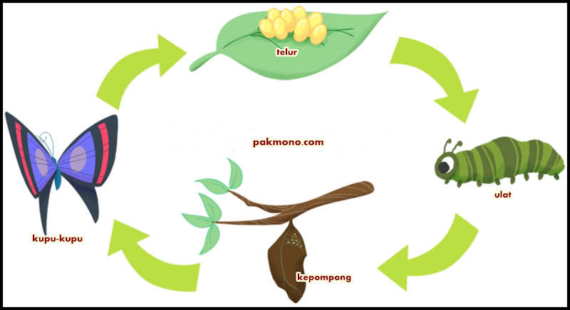 19+ Top Terbaru Metamorfosis Sempurna Kupu Kupu