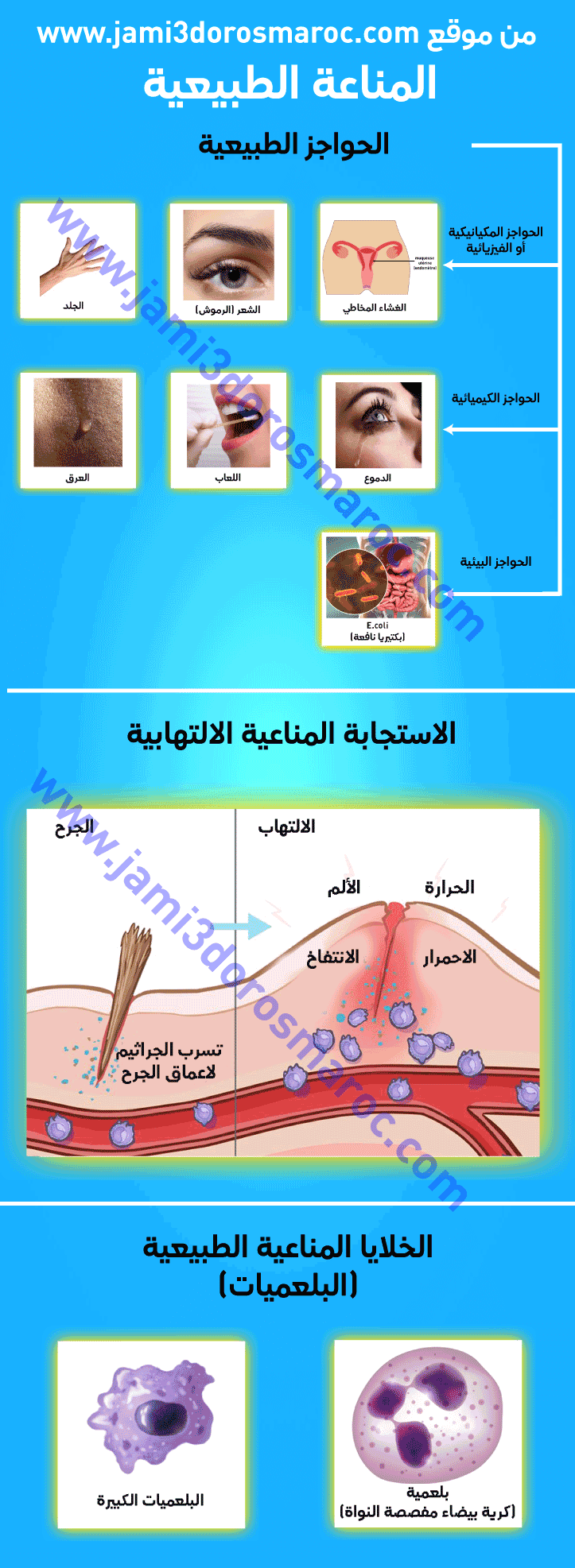 المناعة الطبيعية (الفطرية)