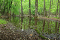 Gum Swamp, a karst-depression wetland in Great Smoky Mountain National Park, Tennessee. (Credit: Alan Cressler, USGS) Click to Enlarge.