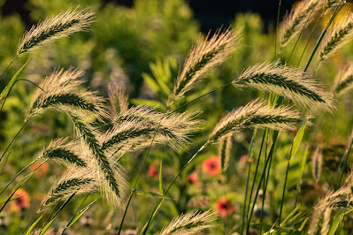 Canada Wild Rye, The Flower Mound