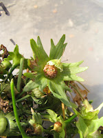  Primula siboldii примула Зибольда выращивание примул из семян