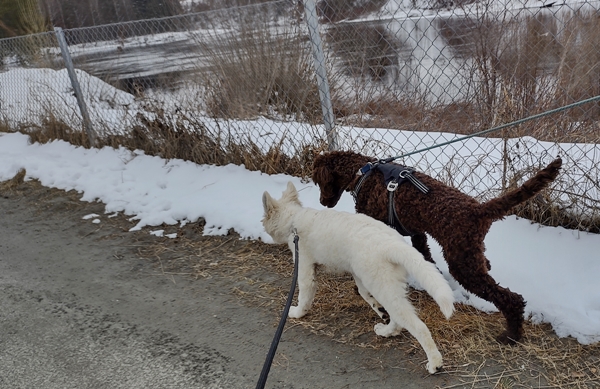 hvit gjeterhund kongepuddel