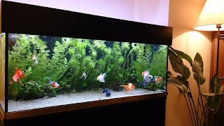 趣味の金魚アクアリウム オーバーフロー水槽 キャノピー ろ材のこと
