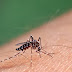 Dengue em alta na Bahia: casos aumentam mais de 400% em um ano