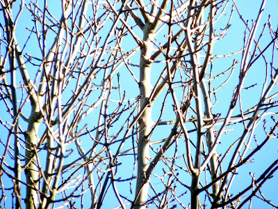 Silver Birch Trees