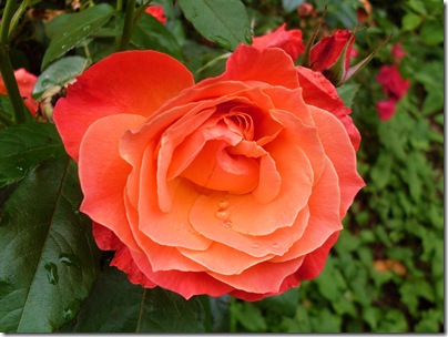 Una rosa nel giardino della Bella Addormentata