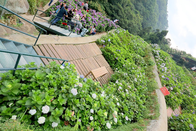 大梯田花卉生態農園 繡球花