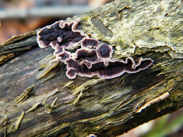 Chondrostereum purpureum