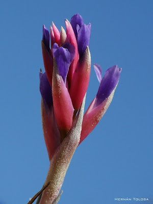 Clavel del aire Tillandsia aeranthos