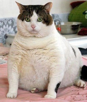 This fat cat weighs 17 kilograms [over 34 pounds] has been raised by Xu