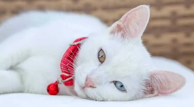 Van Kedisi Irkı ve Özellikleri: Türkiye'nin Benzersiz ve Sevimli Kedisi