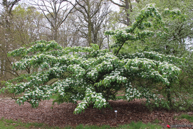 Рябина красивожилковатая (Sorbus caloneura)