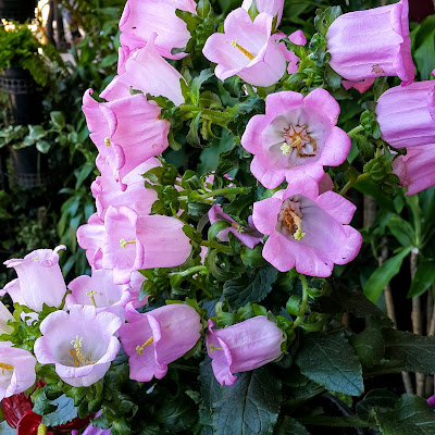 🌿 Sɪɴᴏɴíᴍɪᴀ  Campanula bourdiniana, Marianthemum medium, Medium grandiflorum, Rapuntia media, Sykoraea hortensis, Talanelis medium.  Nᴏᴍᴇ(s)Pᴏᴘᴜʟᴀʀ(ᴇs)  Campanula, Flor-de-sino[Por]; Canterbury bells, Cup and Saucer, Bell flower[Ing]; Campanilla-de-canterbury , Farolillos , Pucheritos[Esp].