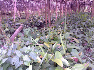 Cara Pembibitan Manggis (Garcinia mangostana)