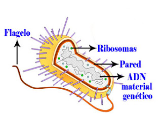 Las bacterias en las plantas son células muy sencillas que no tienen núcleo definido ni membrana nuclear pero tienen una pared que protege a la célula, a veces las bacteria tienen flagelos para moverse.