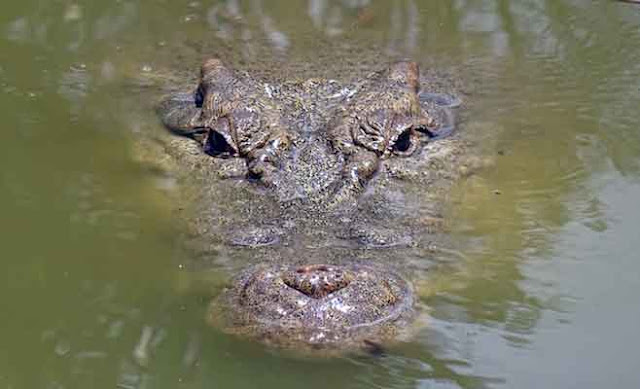 buaya dalam air