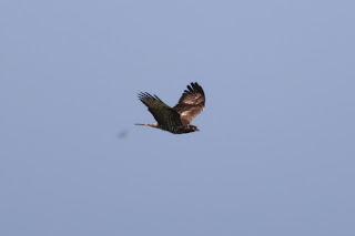 Adult Female Honey Buzzard