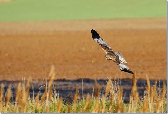 AGUILUCHO LAGUNERO OCCIDENTAL MACHO