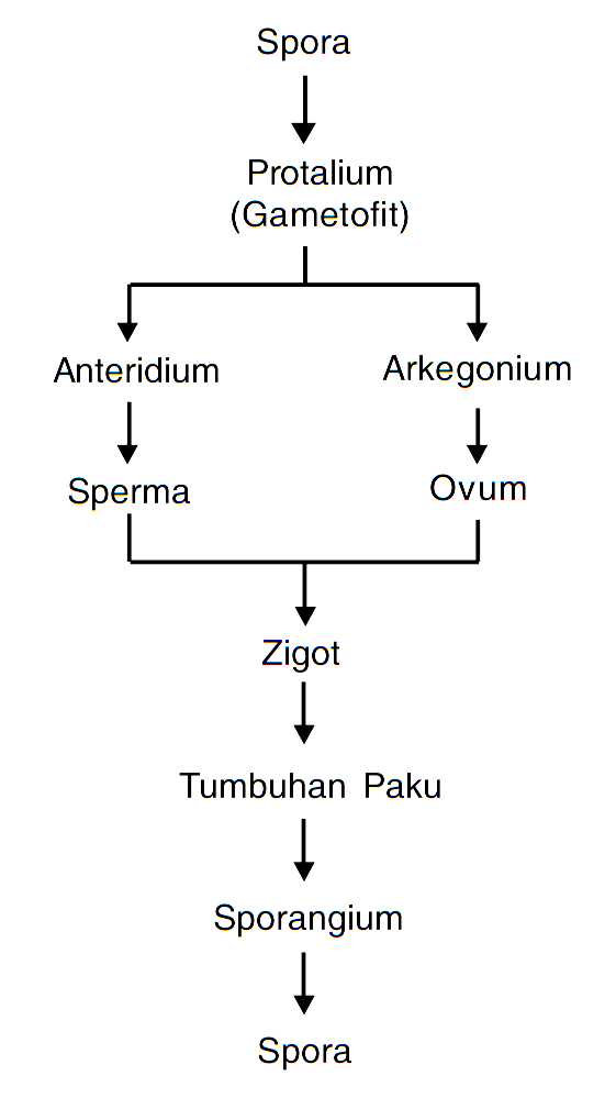 Bunga Matahari Epigeal / 20+ Ide Gambar Sketsa Kacang Tanpa Kulit - Tea And Lead / 1 2 3 4 5 6 7 sumber: