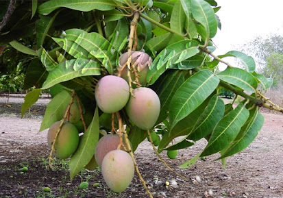 Buah Mangga