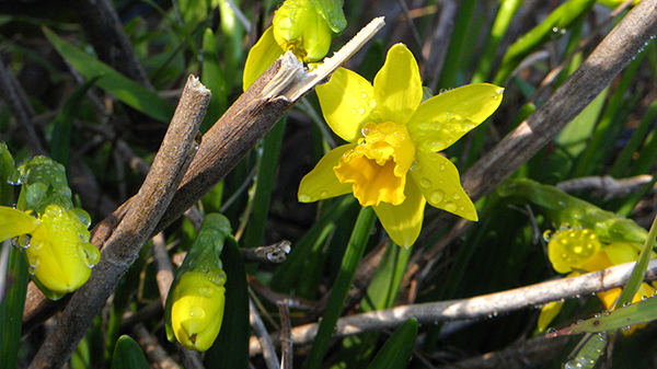 Yellow Mini Daffodil Buds and Blossoms