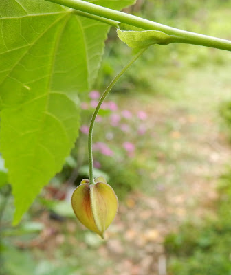 蔓性風鈴花的花