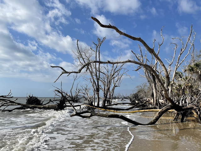 A large leaveless tree has fallen into the ocean. The trees biggest branches make a 'y' shape and are laying on the left side of the picture towards the ocean. The sky is a brilliant blue with puffy white clouds dotting the area. The waves are crashing into the tree. Around the fallen tree are a dozen or so trees that are all dead, but have not yet fallen. They look haunted in the water.