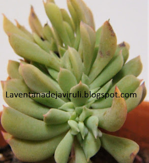 plantas-crasas-echeveria