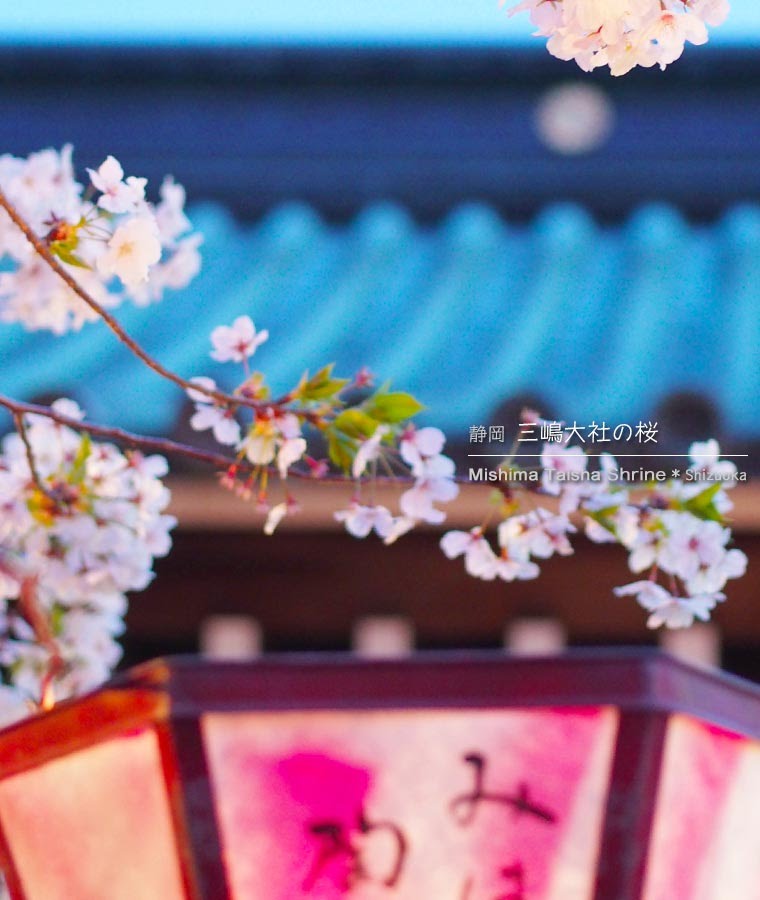 三嶋大社の桜