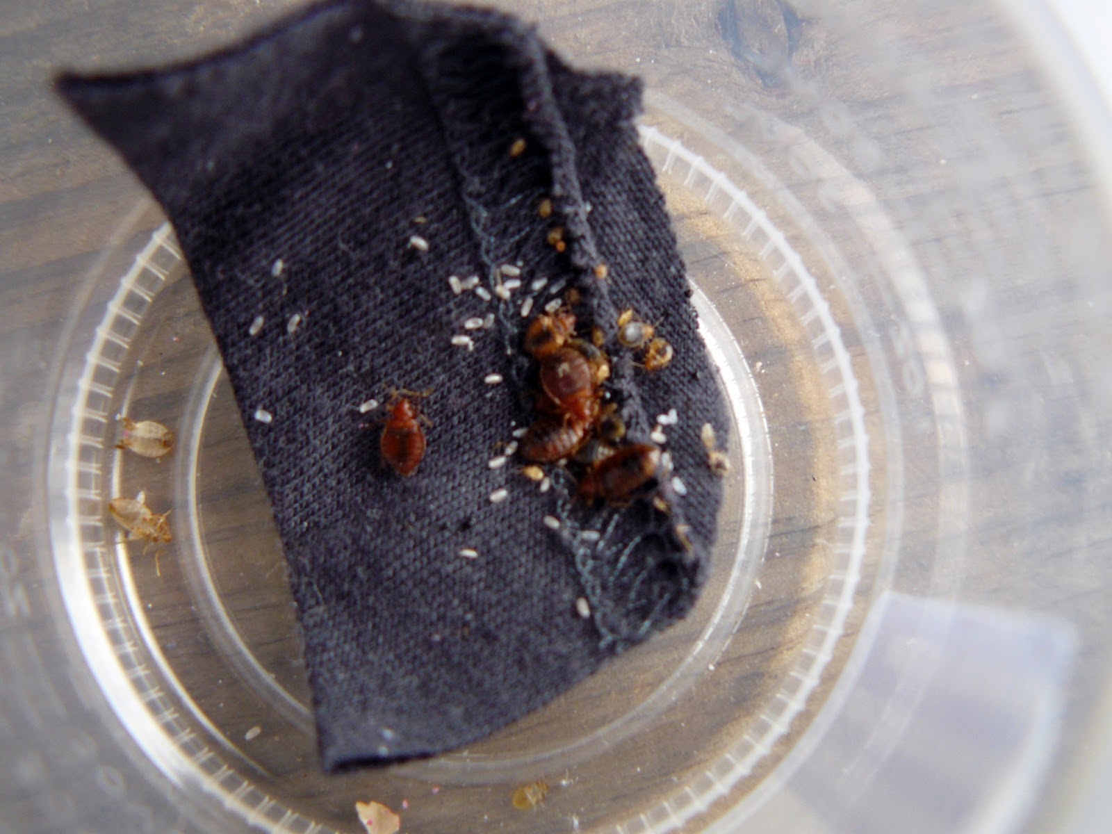 Bed Bug Eggs On Clothing Pictured above is the bedbug