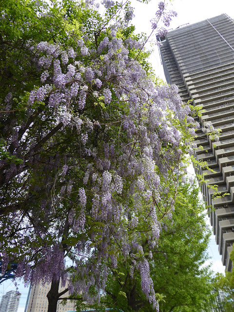 下福島公園 銀杏の木にまとわりついて花を咲かせる藤