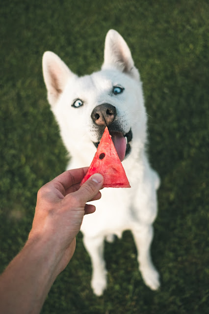 white dog with watermelon piece