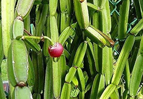 Hadjod Stem: The Ancient Herb for Bone, Joint, and Overall Wellness