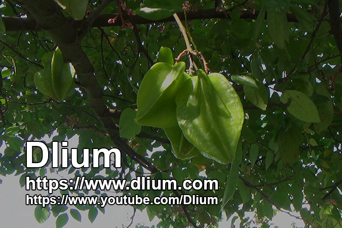 Dlium Star fruit (Averrhoa carambola)