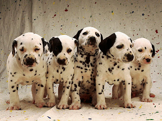 Dalmatian Puppies Picture