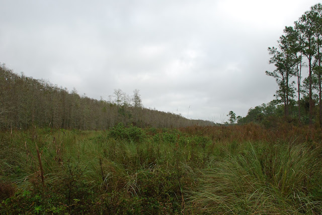 Audubon Corkscrew Swamp Sanctuary