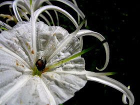 closeup of spider lily