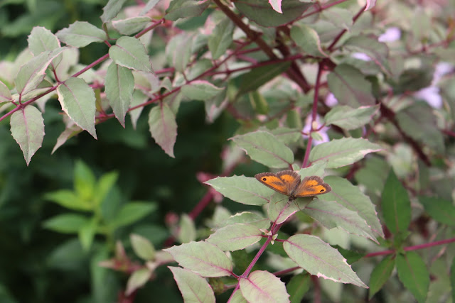 Summer gardening: Gatekeeper butterfly on Fuchsia magellanica